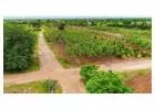 Farm Land For Sale Near Doddaballapur | Farm Land For Sale | Hosachiguru