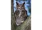 The Symbolism of Owls in Spiritual Traditions【✚２７７２５７７０３７６】