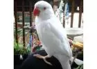  Buy ARA – Parakeet Parrot