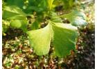 Windover Gold Ginkgo Tree | Delivery, Planting & 1-Year Warranty