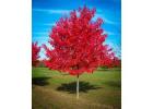 Autumn Blaze® Maple Tree for Sale | Fast-Growing, Fiery Fall Color | Free Delivery & Planting