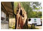 Sonoma County Tree Removal