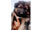 Premium King Shepherd Pups from Trusted Breeders at Blue Sea Shepherds