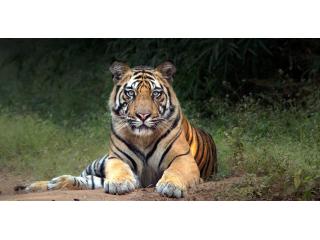 Witness Majestic Bengal Tigers with Tiger Safari India Witness Majestic Bengal Tigers with Tiger Safari India