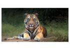 Witness Majestic Bengal Tigers with Tiger Safari India