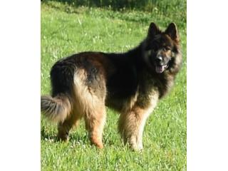 Trusted King Shepherd Breeder – Blue Sea Shepherds Trusted King Shepherd Breeder – Blue Sea Shepherds