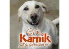 Karnik Pet Lodge at Central Avenue