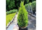 Buy Techny Arborvitae Trees | Planting & Warranty