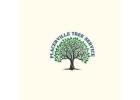 Get Safe and Efficient Solutions with Professional tree removal placerville