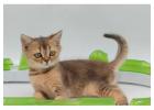 Adopt Persian Kitten in Dubai