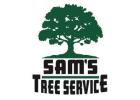 Emergency Tree Removal Sonoma County Ca