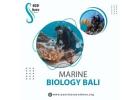 Marine biology bali.