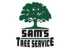 Hazardous Tree Removal Santa Rosa