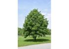 Redmond American Linden Tree – Linden Tree Glenview