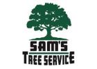 Tree Stump Removal Sonoma County