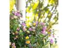 Mozelle Lantana Flowering Plant for Bright Outdoor Garden