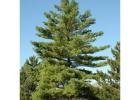 Shop Native Trees Online – iTrees