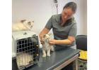 Siberian Kitten Breeders – Health Guarantee
