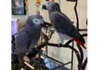 Silver Male & Skye Female