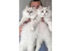 Healthy Siberian Kittens for Sale