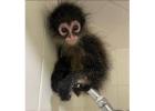 Manga – Playful Male Spider Monkey