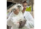 Siberian Kittens: Who Are We?