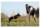SEO for Pet Training Schools | Bark Up the Right Tree | Kashtbhanjan Digital