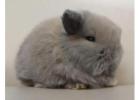 Judy Mini Lop Bunny for Sale