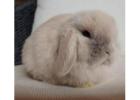 Cloud Bunnies for Sale