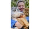 Best Siberian Kitten for Sale