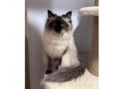 About Dakota – Best Siberian Kitten Breeders.