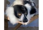 Black & White Ruffed Lemur Male