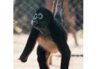 AMPERIO-Spider Monkey Baby