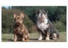 Ihr neuer bester Freund wartet – Bulldoggen-Welpen zu vergeben!