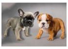 Premium Bulldoggen direkt vom Spezialisten – Jetzt anfragen!