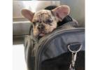 Reinrassige Französische Bulldoggen – Direkt vom Spezialisten!