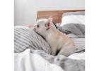 Premium Zucht – Reinrassige Französische Bulldoggen mit Garantie!