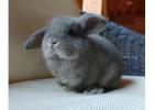 Perfect Bunny Roger – Male