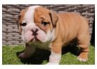 Englische Bulldoggen – Jetzt Ihren Traumwelpen nach Hause holen!
