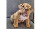 Reinrassige Englische Bulldoggen – Direkt Spezialisten!