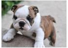Englische Bulldoggen Welpen – Gesund, Geprüft & Mit Papieren!