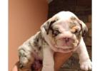 Gesunde Englische Bulldoggen – Jetzt Ihren Liebling finden!