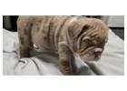 Premium Englische Bulldoggen – Seriös, Verantwortungsvoll & Erfahren!