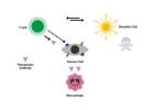 Cancer Proliferation Assays for Immuno-Oncology Research
