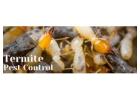 Expert Termite Pest Control Services in Jaipur Experts
