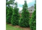 Shop Evergreen Trees Online | Evergreen Trees with Delivery, Planting