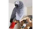 Excellent African Grey Parrot.
