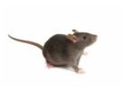 Protect Your Melbourne Property with Expert Rat Removal