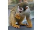 NANA-Squirrel Monkey Baby