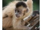 Kaapori Capuchin Monkey